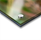 Geranium Closeup Acrylic print