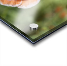 Love Me Acrylic print