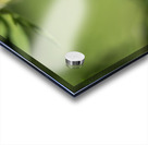 Lonely Acrylic print