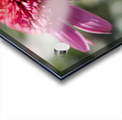 Large Hearted Acrylic print