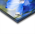 Guardian Lavender Acrylic print