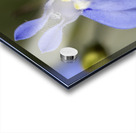 Lobelia Acrylic print