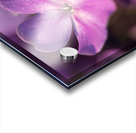 Pink World Acrylic print