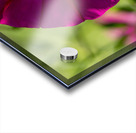 Pretty Trumpet Acrylic print