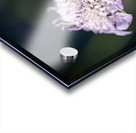 Pincushion Flower Acrylic print