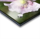 Pink Poppy Acrylic print