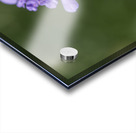 Purple Pincushion Acrylic print