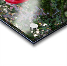 Red as Blood Acrylic print