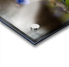 Siberian Squill Acrylic print