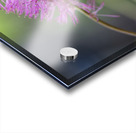 Squirrel Tail Acrylic print