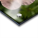 The Wild One Acrylic print