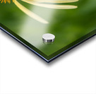 Yellow Echinacea Flower Acrylic print