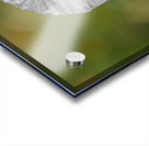 White Poppy Acrylic print