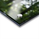 Enchanted Acrylic print