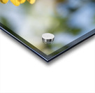 Sunlit Serenade Acrylic print