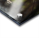 Daffodil Dreamscape Acrylic print