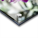 Velvet Violet Acrylic print