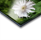 Pearl Petals Acrylic print