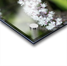 Fairy Candle Acrylic print