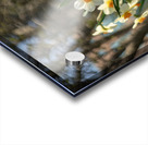 Daffodil Dreams Acrylic print