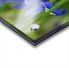 Velvet Blue Acrylic print