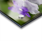 Mauve Melody 1 Acrylic print