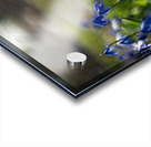 Meadow Melody Acrylic print