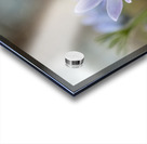 Purple Haze Acrylic print