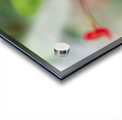 Rosy Red Twilight Acrylic print