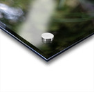 Pink Bliss Acrylic print