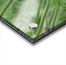 Purple Paradise Acrylic print