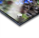 Ethereal Blossoms Acrylic print