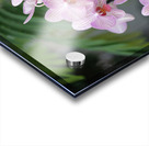 Orchid Reverie Acrylic print