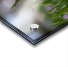 Purple Hues Acrylic print