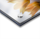 Amber Aurora Acrylic print