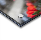 Crimson Elegance Acrylic print