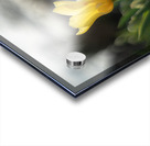 Twilight Tulip Acrylic print