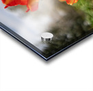 Sunshine Dance Acrylic print