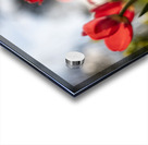 Crimson Blooms Acrylic print