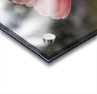 Pink Harmony Acrylic print