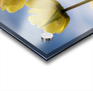 Yellow Cascade Acrylic print