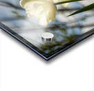 Enchanted Tulips Acrylic print