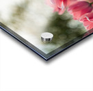  SBP8084 Acrylic print