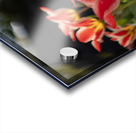  SBP4252 Acrylic print