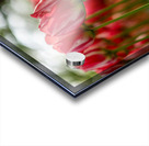  SBP6142 Acrylic print