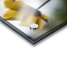  SBP7997 Acrylic print