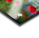  SBP4390 Acrylic print