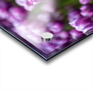  SBP6487 Acrylic print