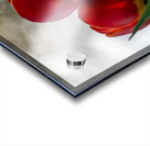  SBP8016 Acrylic print