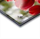  SBP5918 Acrylic print